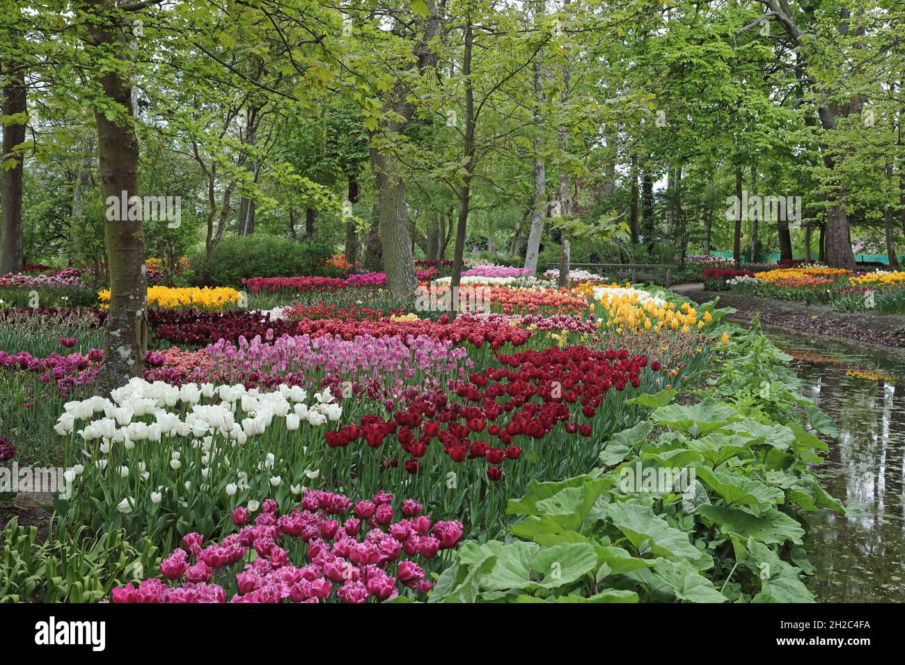 common garden tulip (Tulipa spec.), Poldertuin Park with different