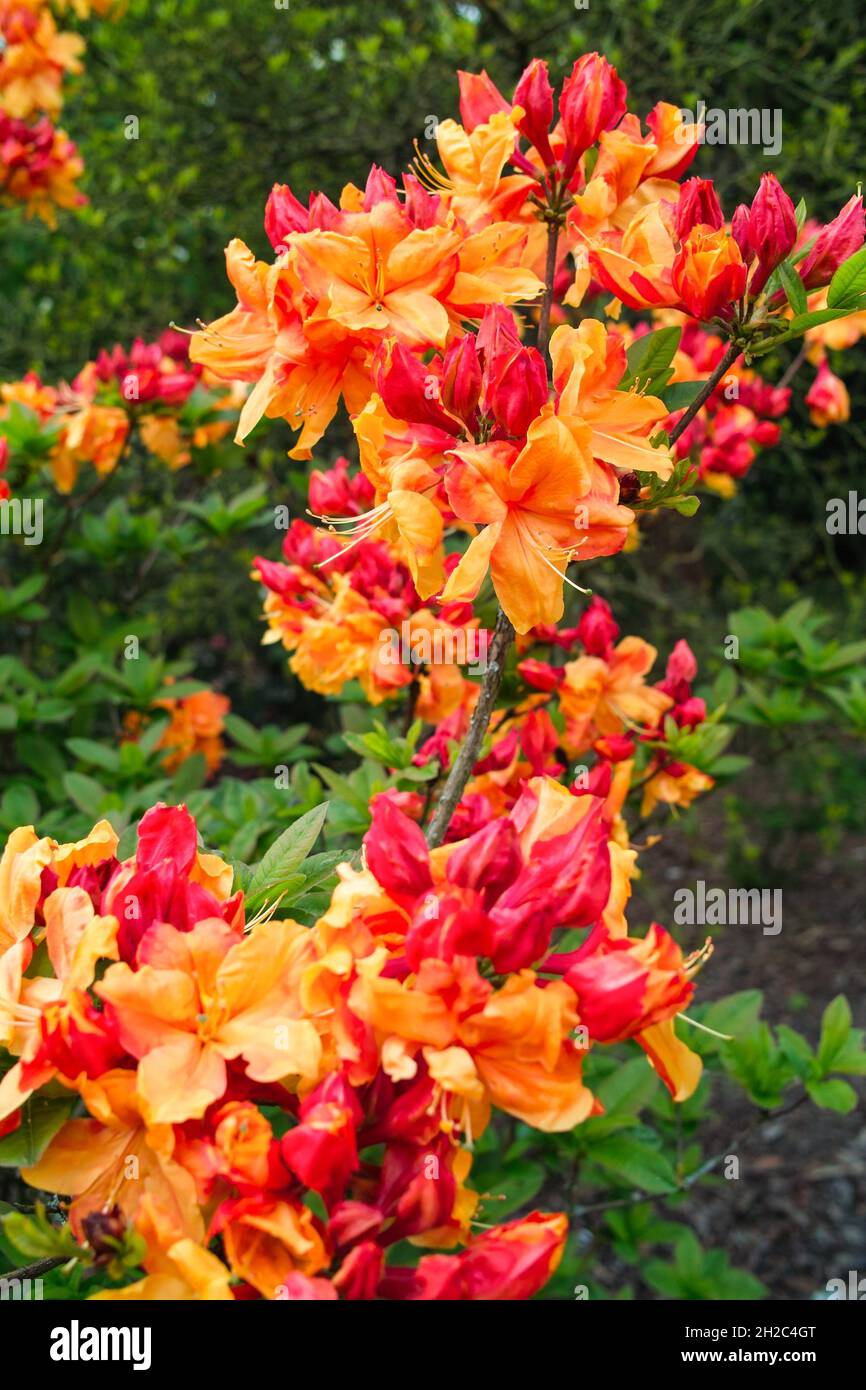 rhododendron (Rhododendron spec.), with bicolered flowers Stock Photo