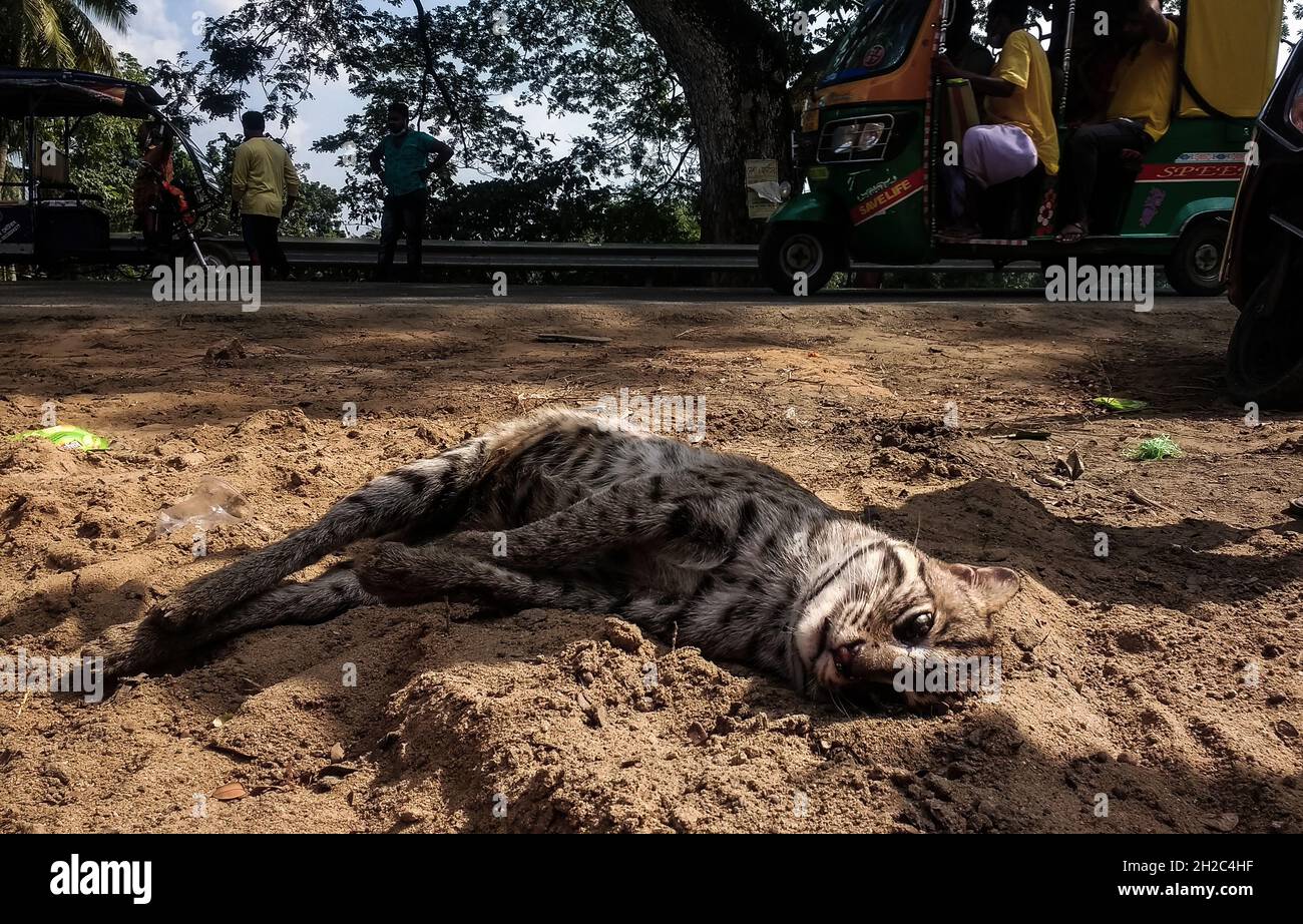 The fishing cat (Prionailurus viverrinus) is a mediumsized wild cat of