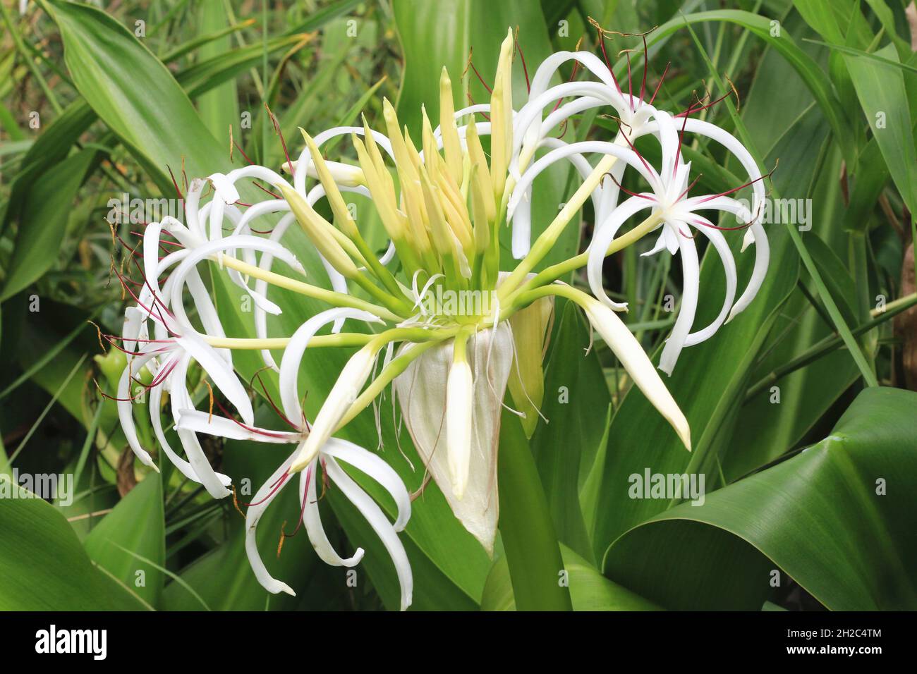 beautiful view of blooming Poison Bulb,Crinum asiaticum flowers,close-up of white flowers blooming in the garden Stock Photo