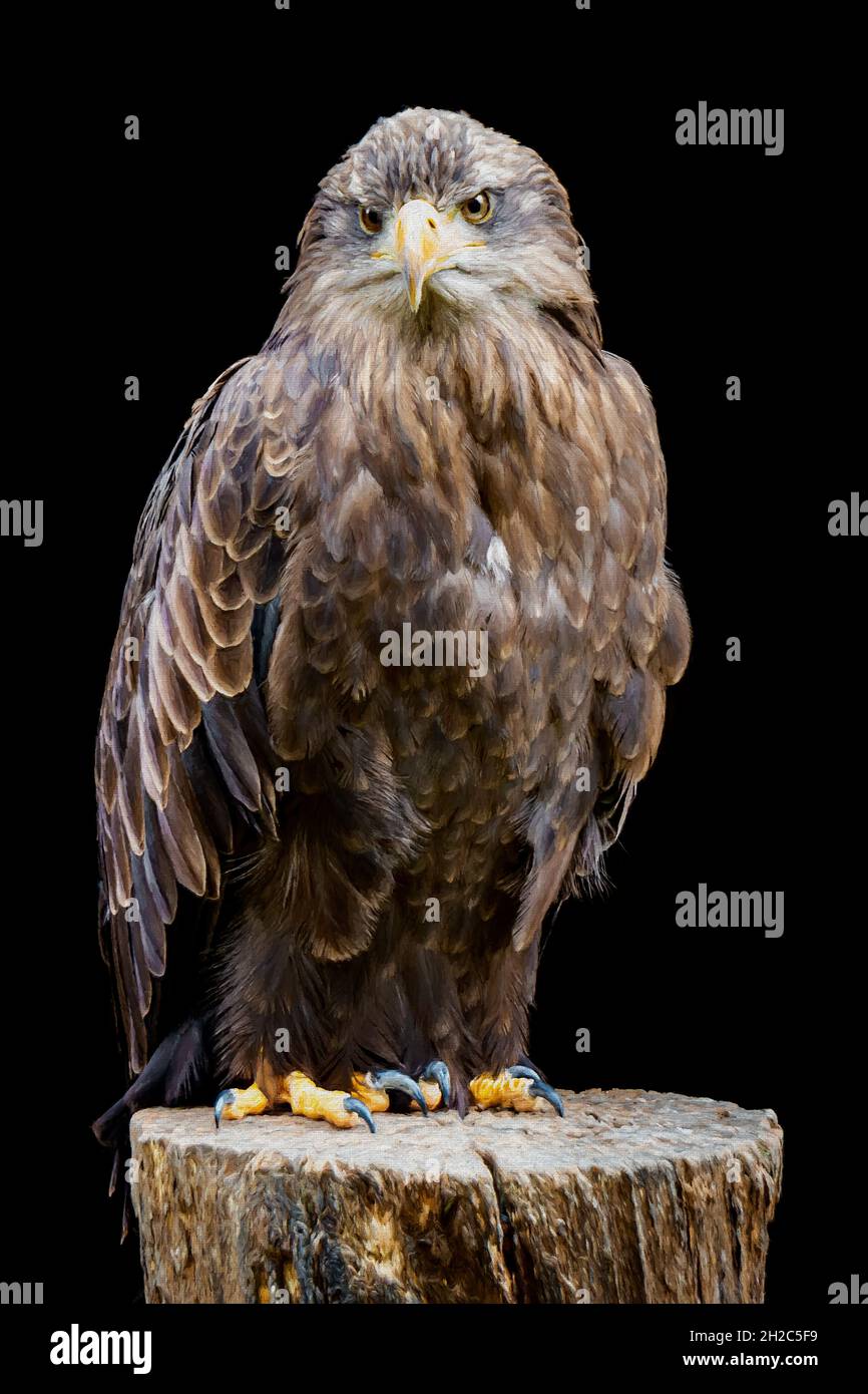 Bird of Prey portrait on black background - Digital Painting Stock Photo