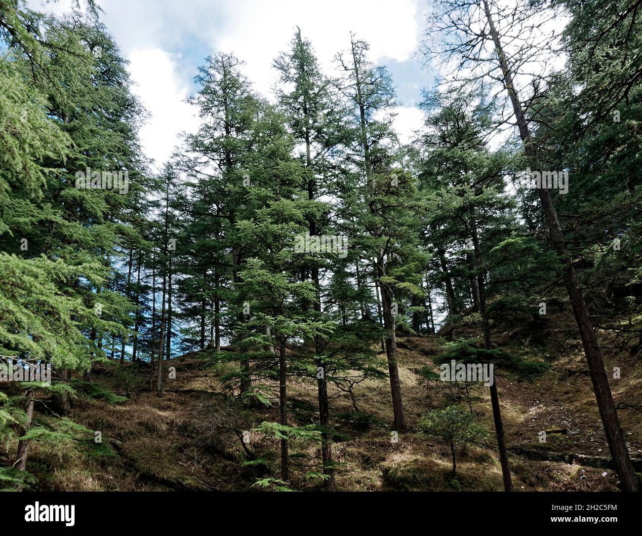 Cedrus Deodara tree forest Stock Photo