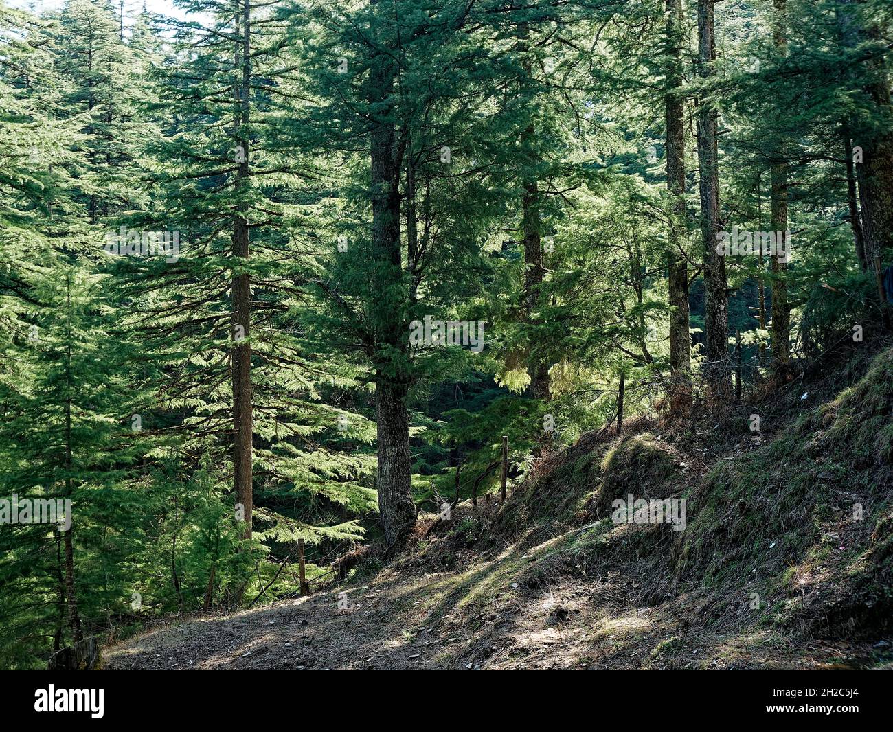 Cedrus Deodara tree forest Stock Photo