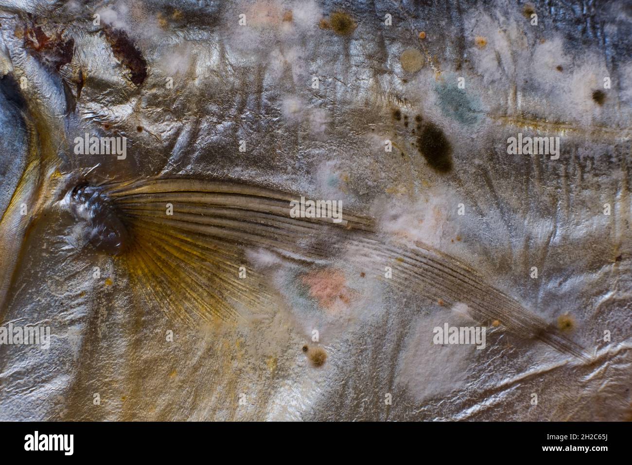 Squid moldy hires stock photography and images Alamy