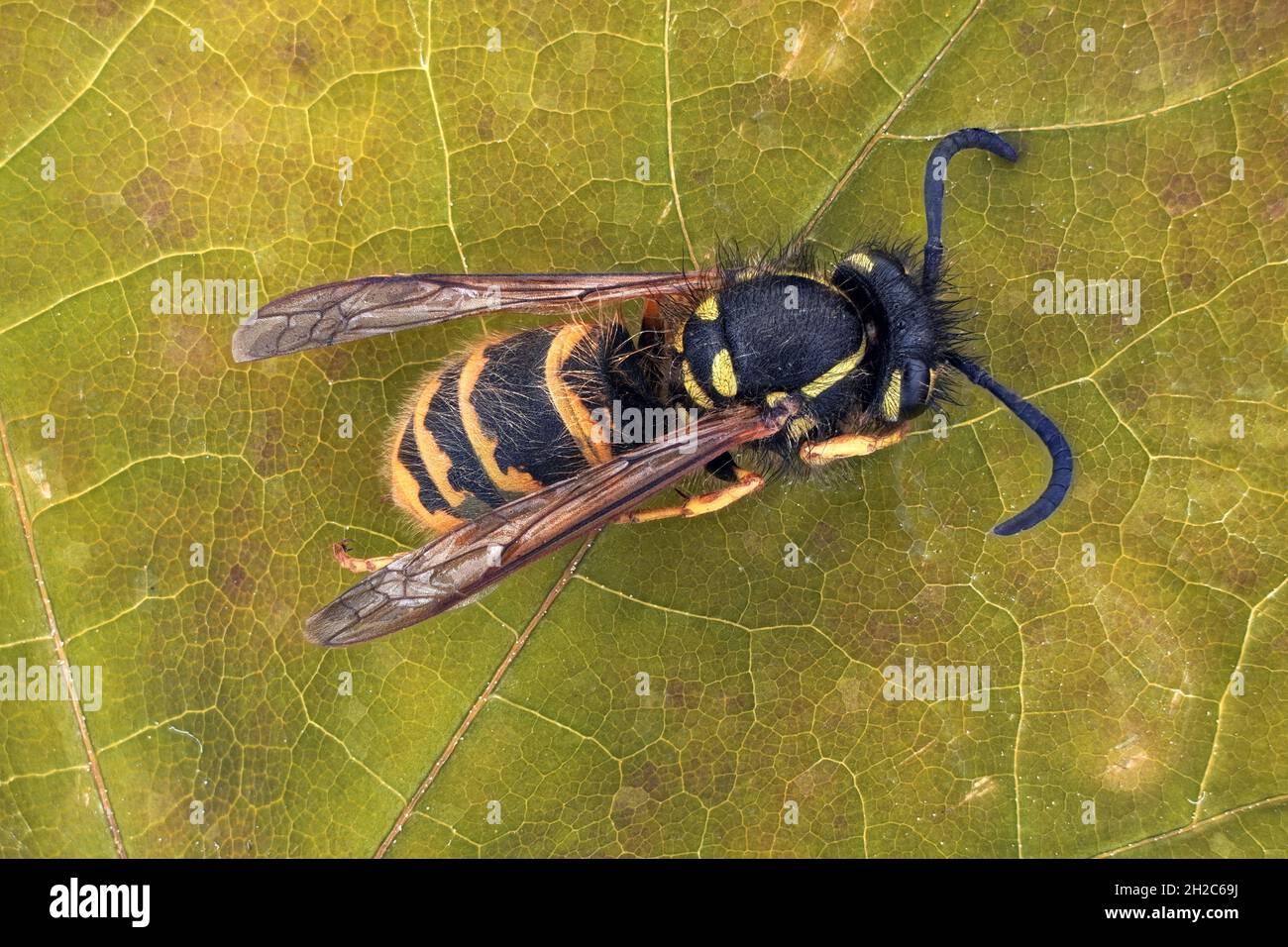 A wasp, Schneider Kreuznach Componon lens 4 / 40mm, aperture 8.0, camera Sony A 6400, exposure 1/25 second, ISO-100. 185 photos. Scale 1: 1 Stock Photo