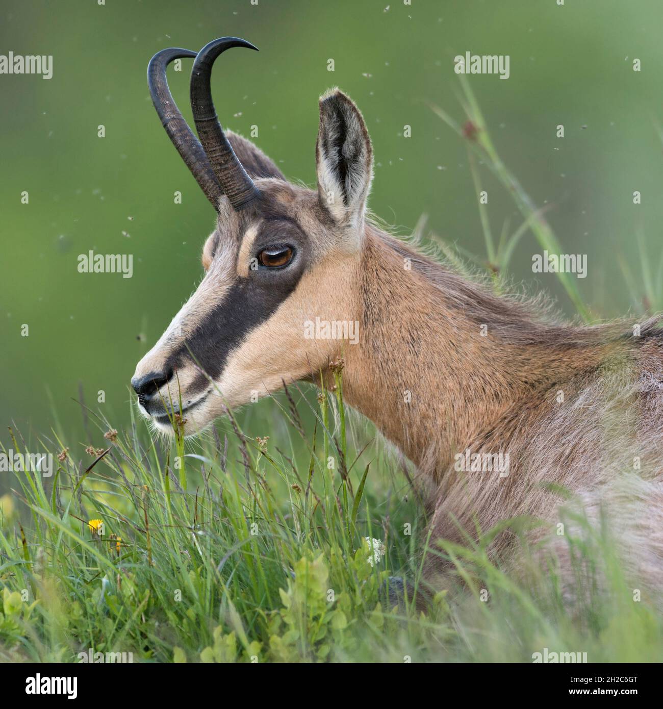 Alpine Chamois ( Rupicapra rupicapra ) lying in fresh green grass of an alpine meadow, ruminating, resting over day, detailed head-shot, close-up, wil Stock Photo