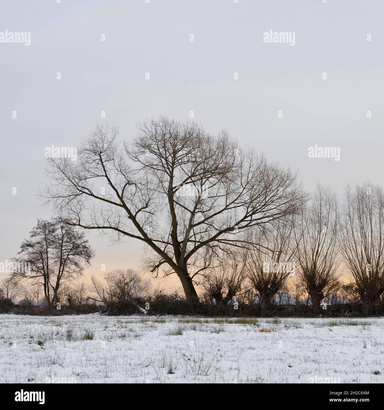 Row of pollard trees next to a snow covered wet meadow, close to Duesseldorf, Ilvericher old Rhine sling, Ivericher Altrheinschlinge, Strümper Bruch. Stock Photo