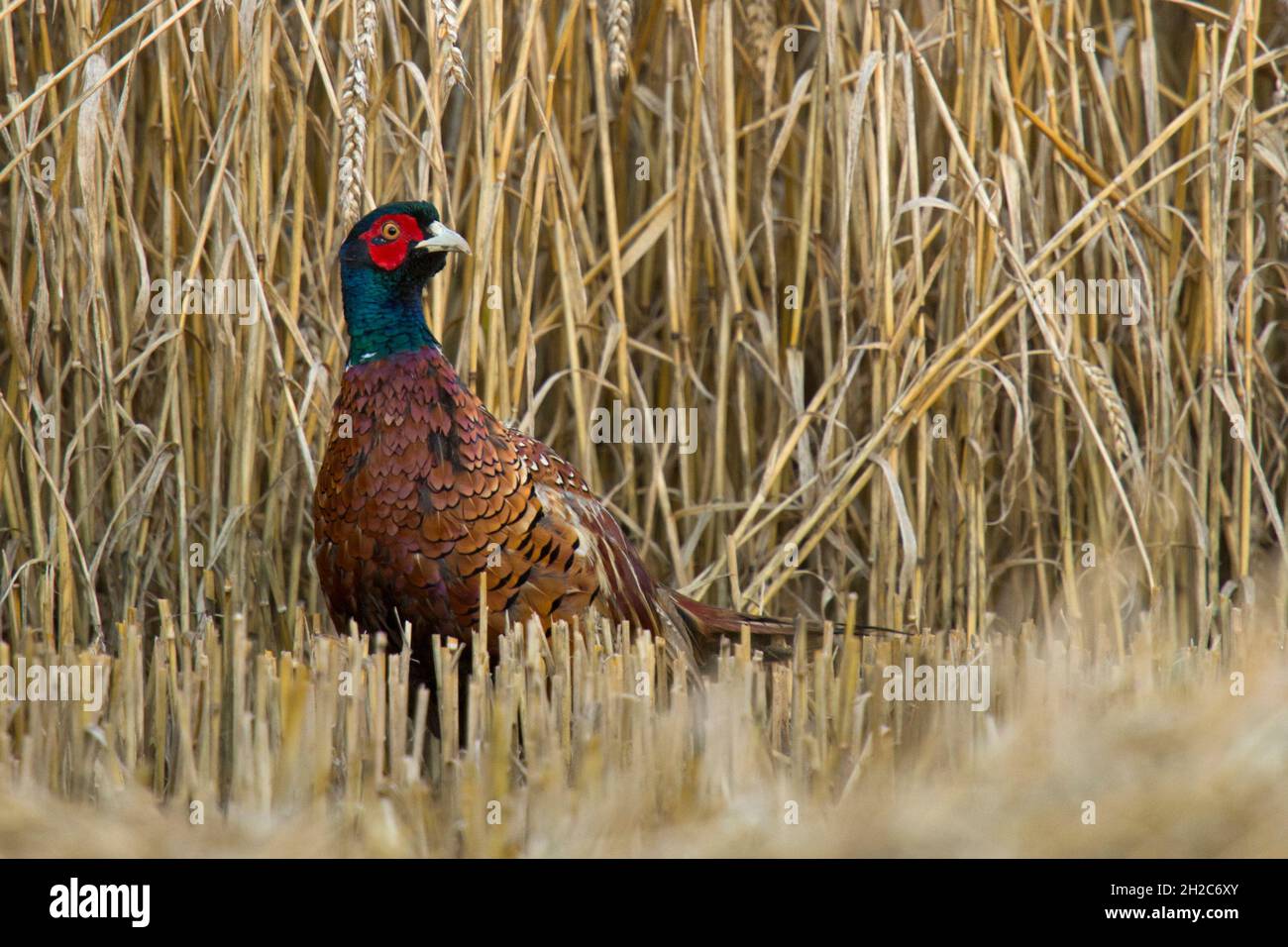 Pheasant / Ring-necked pheasant ( Phasianus colchicus ), colorful cock, male bird in midst of a half harvested corn field is missing its coverage, wil Stock Photo
