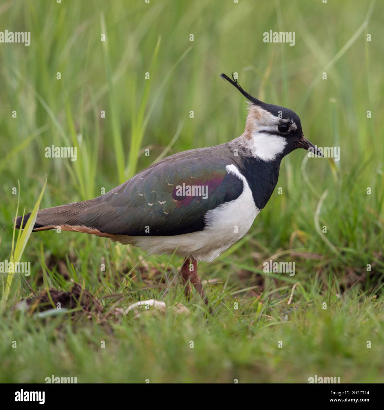 Northern Lapwing ( Vanellus vanellus ), adult female, in an extensive meadow, typical surrounding, wildlife, Europe. Stock Photo