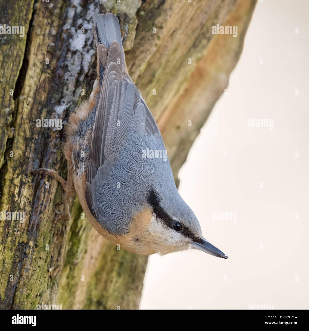 Eurasian Nuthatch ( Sitta europaea ) climbing down a tree, watching around, in typical pose, wildlife, Europe (Germany). Stock Photo