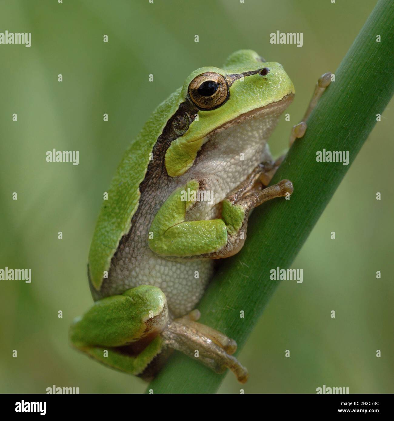 Green European Tree Frog ( Hyla arborea ) resting on a stick of reed, wildlife, Europe. Stock Photo