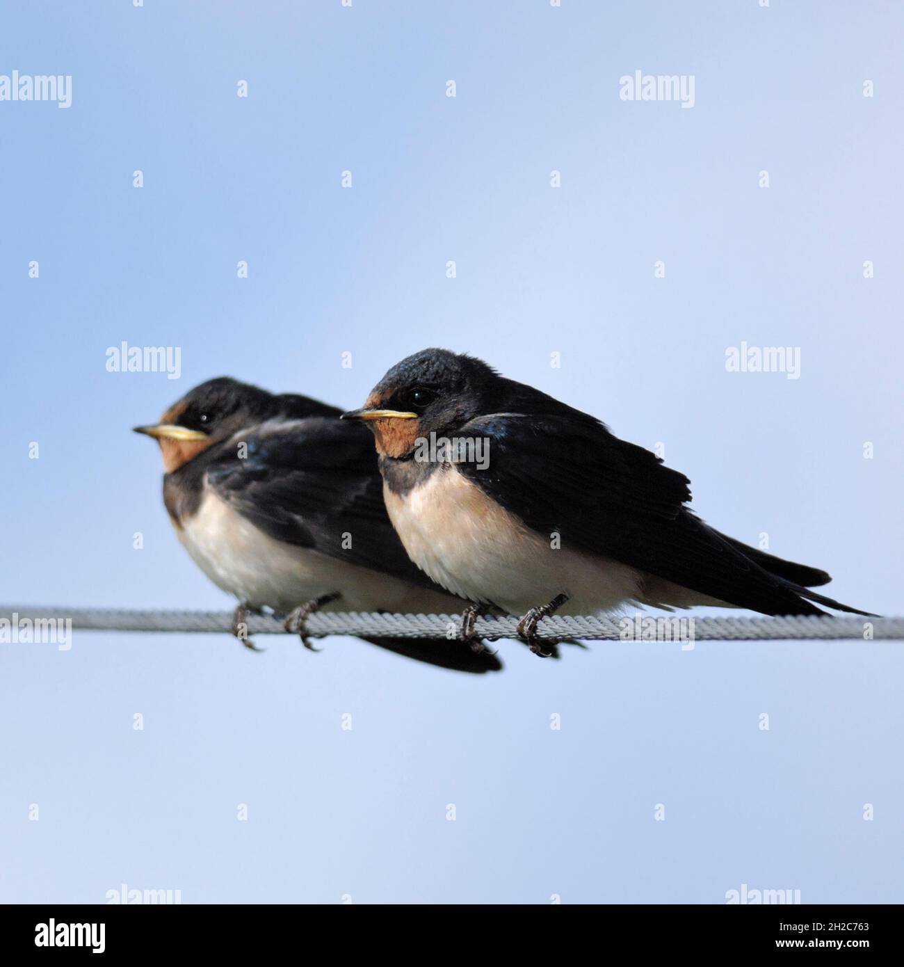 Two young fledged Barn Swallows ( Hirundo rustica ) perched, sitting on a power supply line, waiting for food, wildlife, Europe. Stock Photo