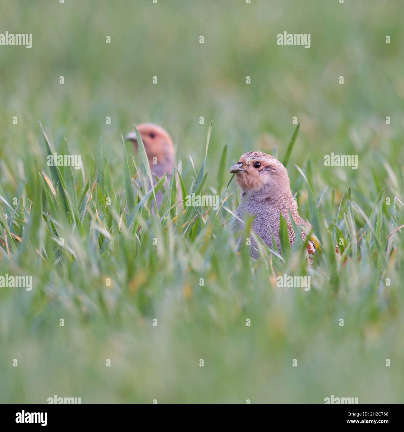 Grey Partridges ( Perdix perdix ), hiding in a field of winter wheat, stretching their necks, watching curious, early in the morning, wildlife, Europe Stock Photo