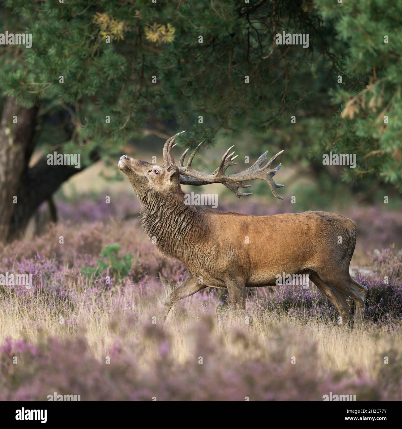 Red Deer ( Cervus elaphus ), strong stag, threatening a rival through display behaviour, rut in purplish blooming heather, Europe. Stock Photo