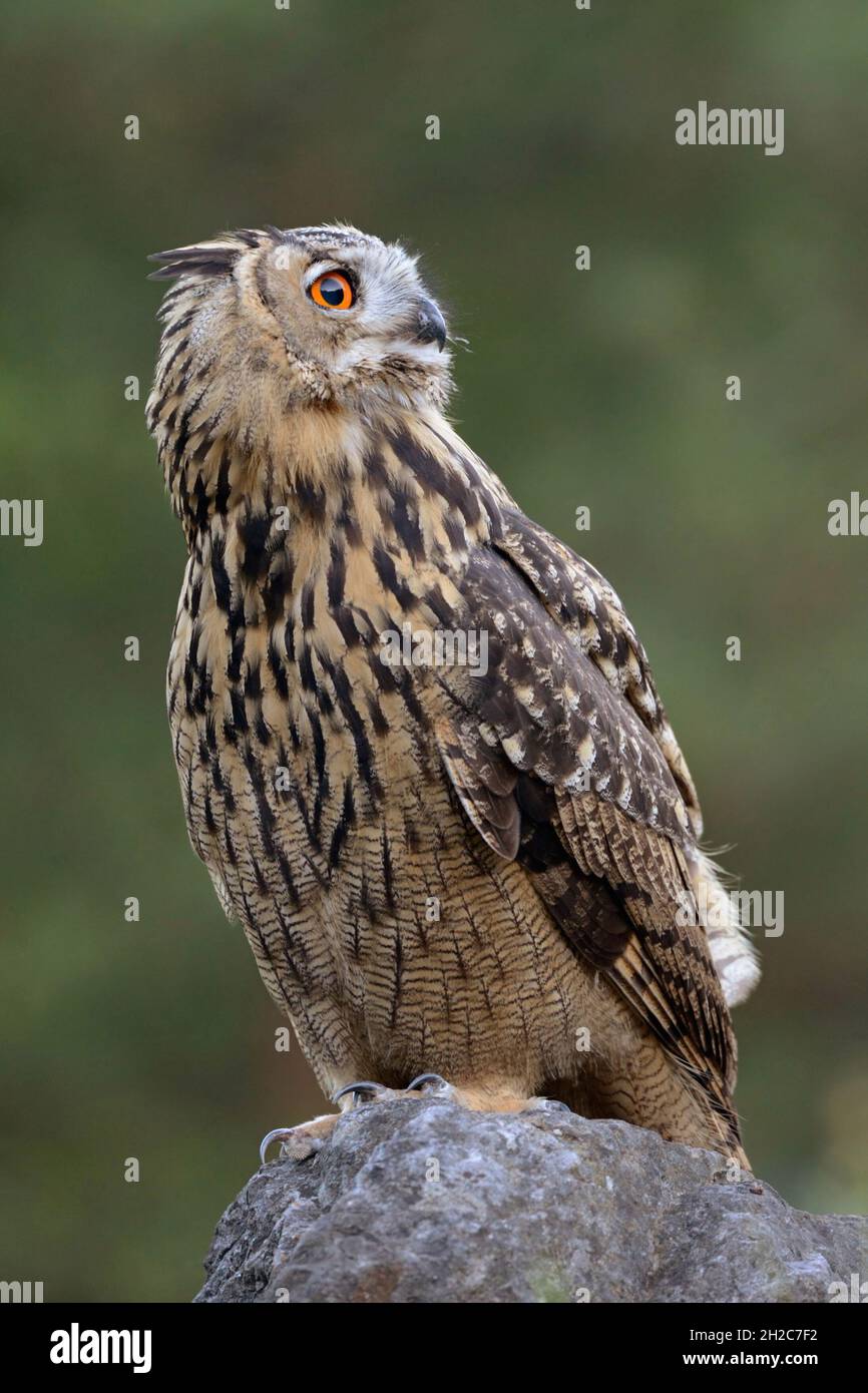 Eurasian Eagle Owl ( Bubo bubo ) perched on a rock in front of natural green background, watching backwards, side view, wildlife, Europe. Stock Photo