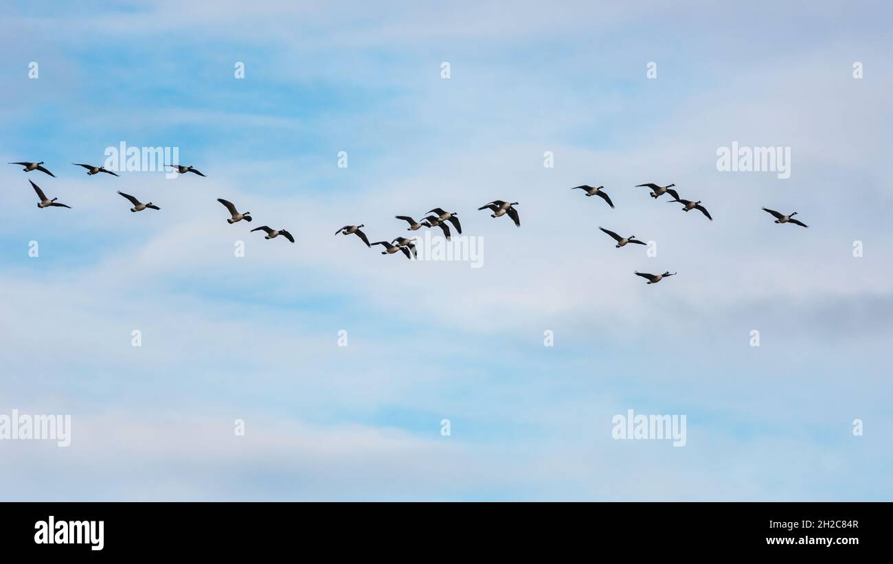 Canada Goose, Branta canadensis - Canada Geese in flight on the sky Stock Photo