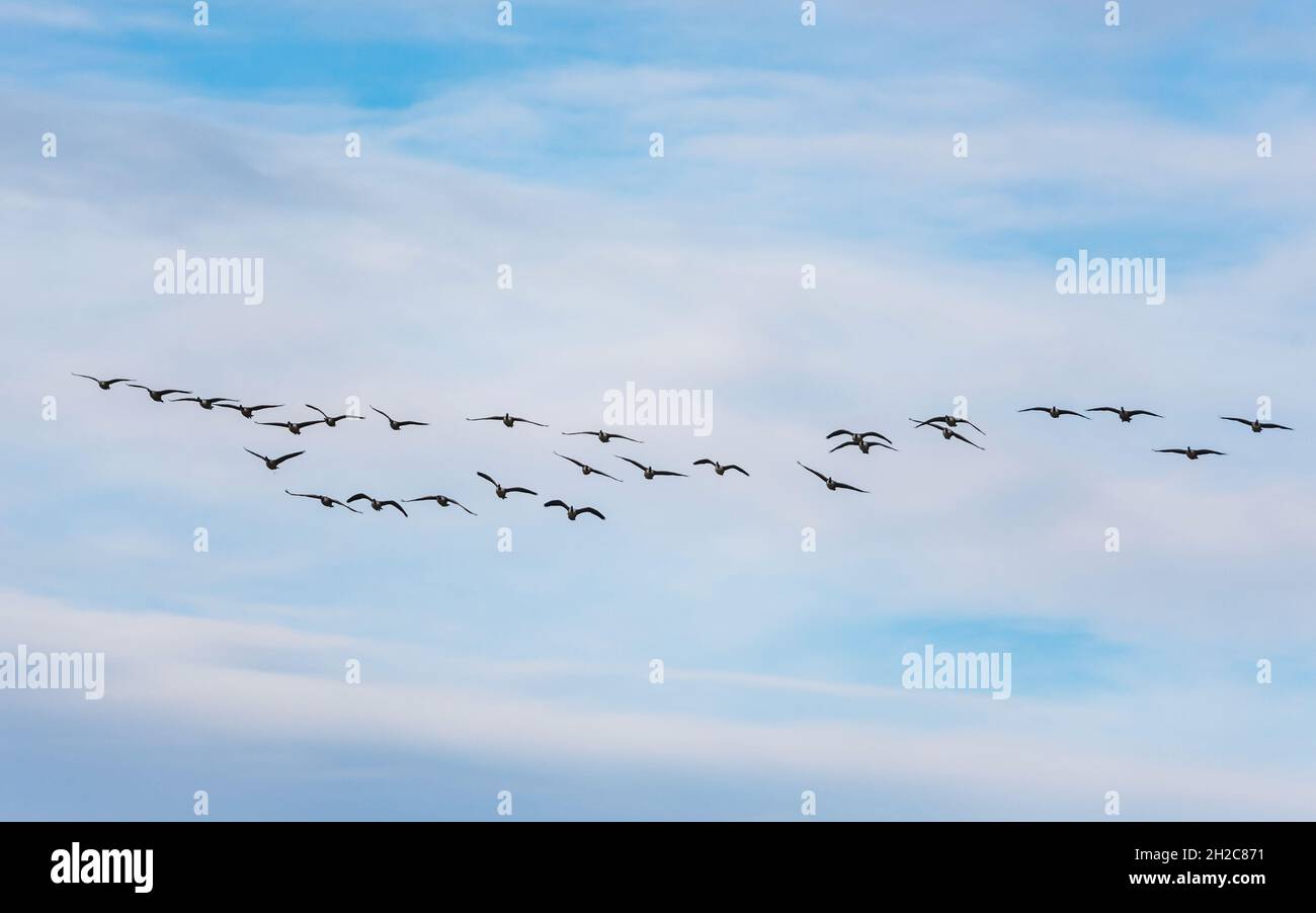 Canada Goose, Branta canadensis - Canada Geese in flight on the sky Stock Photo