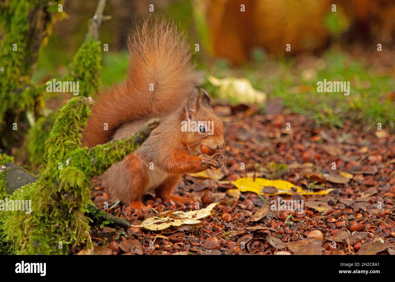 Cluny house perth hires stock photography and images Alamy