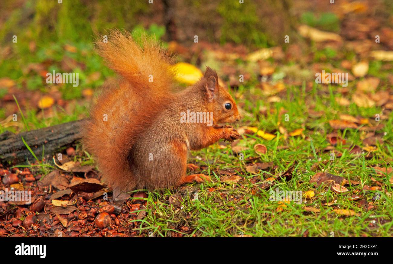 Red Squirell, Cluny House Gardens, Perth and Kinross, Pershire