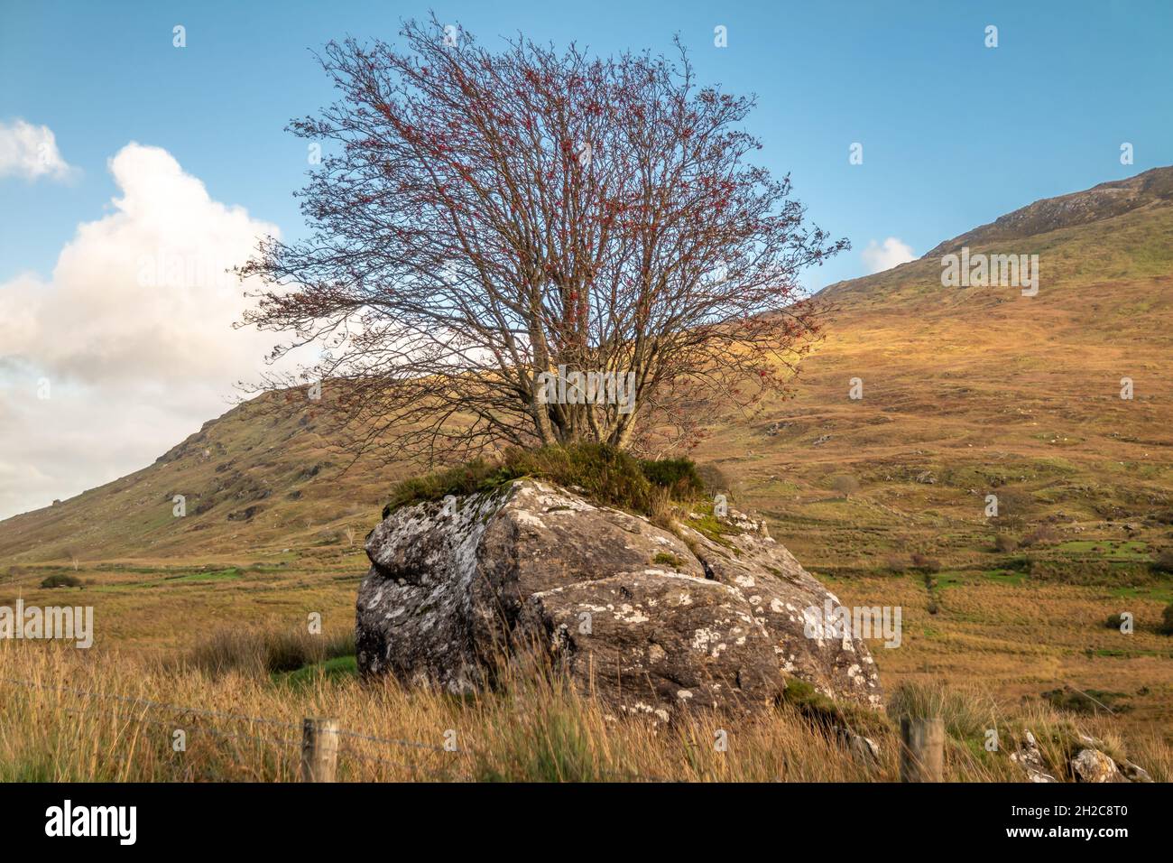 Tree Growing through a stone in County Donegal Ireland Stock Photo