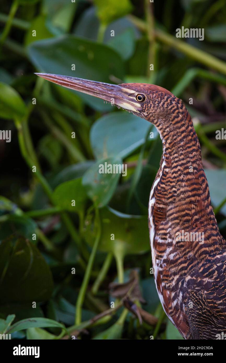 Portrait of Rufescent tiger-heron, Tigrisoma lineatum. Mato Grosso Do ...
