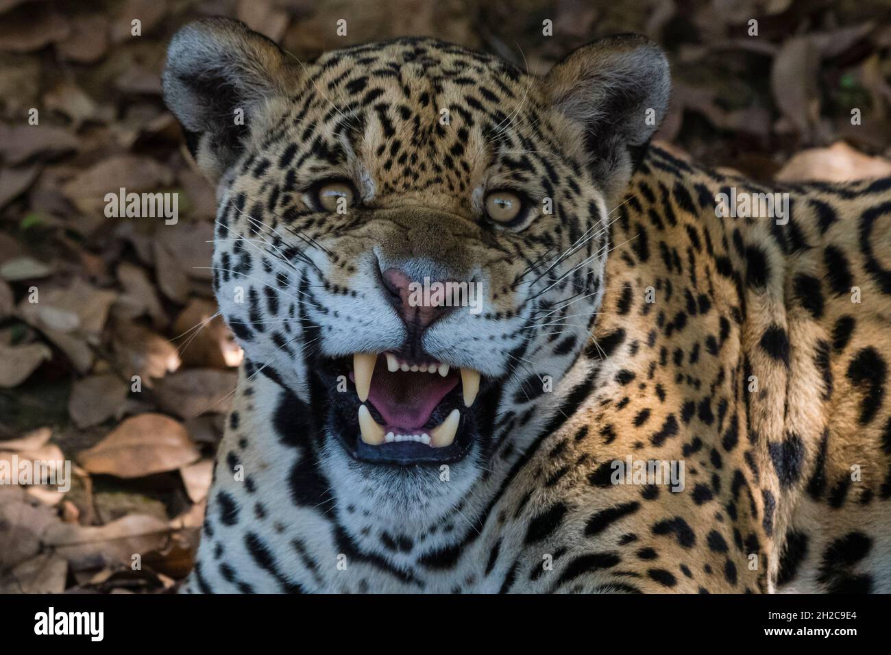 Portrait of a jaguar, Panthera onca, looking at the camera and snarling. Pantanal, Mato Grosso, Brazil Stock Photo