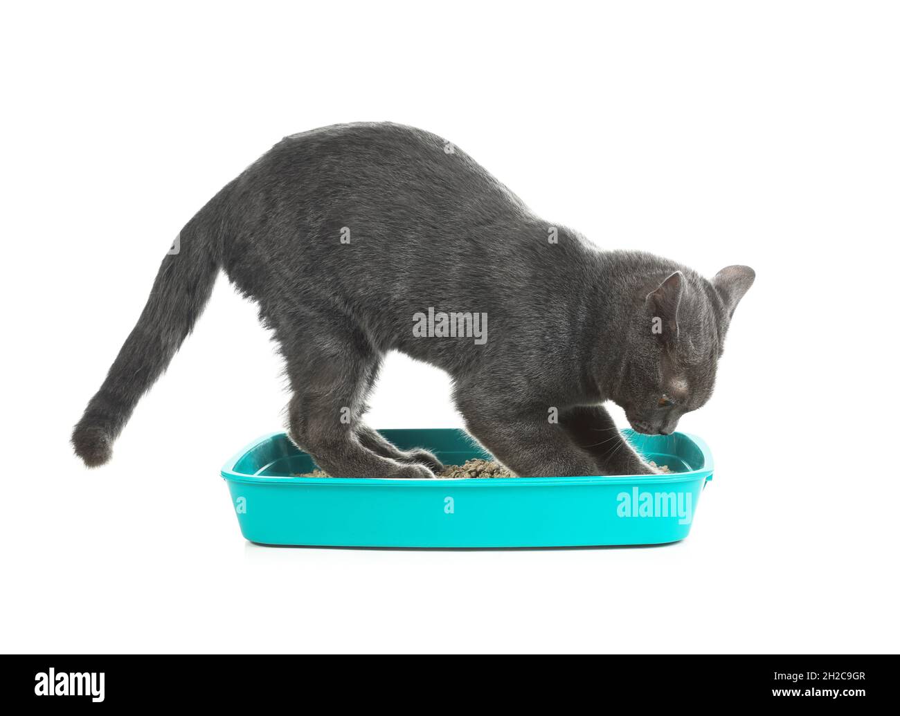 Cat digging in pet toilet on white background Stock Photo Alamy