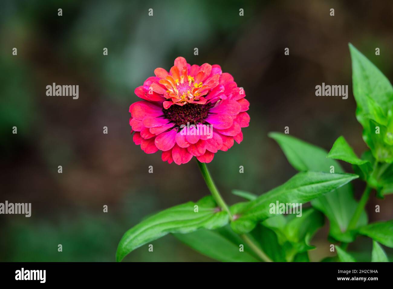 Close up of one beautiful large red zinnia flower in full bloom on blurred green background, photographed with soft focus in a garden in a sunny summe Stock Photo