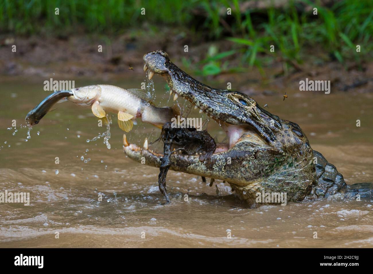 A yacare caiman (Caiman crocodylus yacare), catching a Tiger Fish (Hoplias malabaricus), catching a fish. Rio Negrinho, Pantanal, Mato Grosso, Brazil. Stock Photo