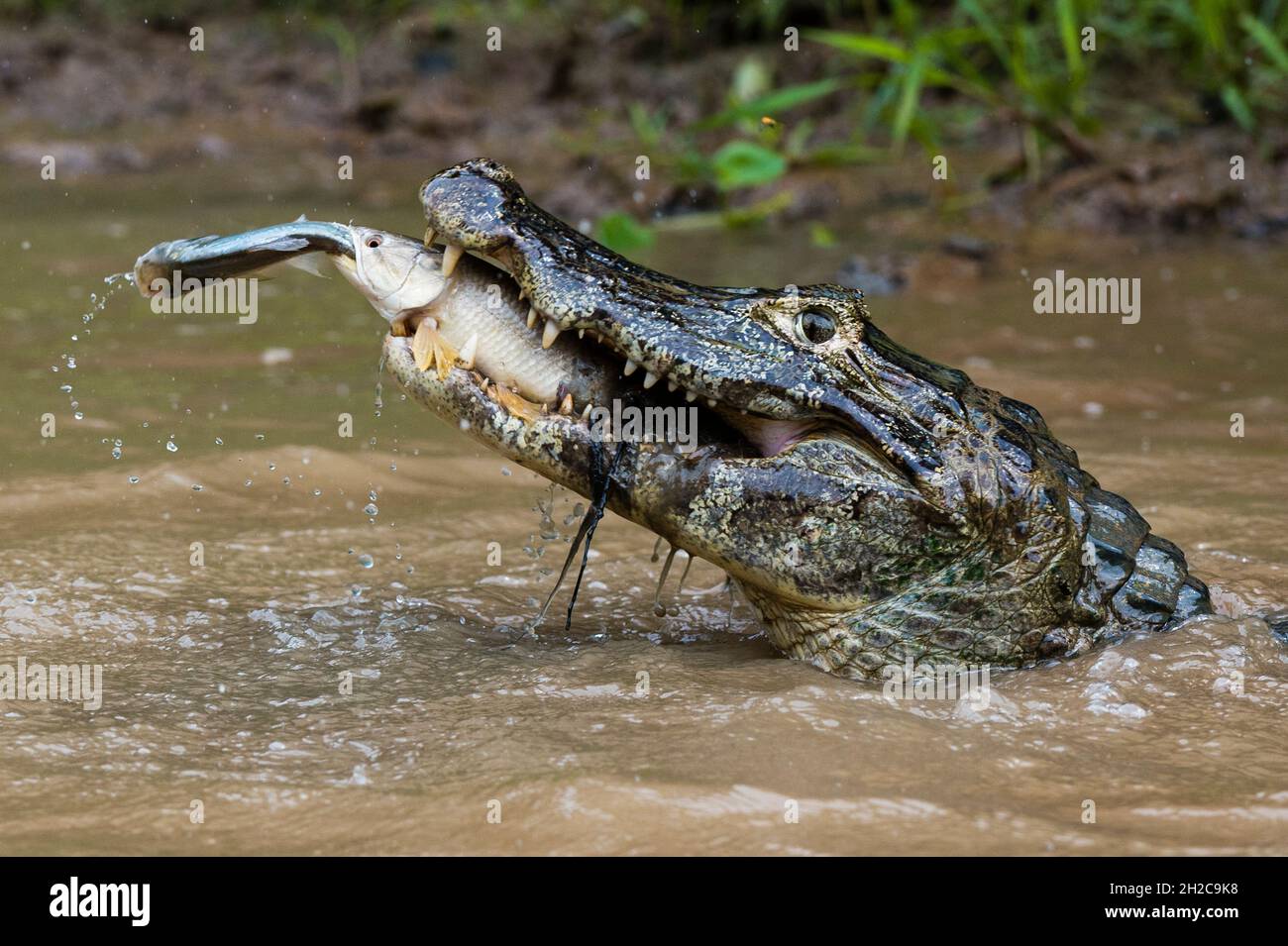 A Yacare caiman, Caiman crocodylus yacare, catching a tiger fish, Hoplias malabaricus, catching a fish in the Rio Negrinho. Pantanal, Mato Grosso, Bra Stock Photo