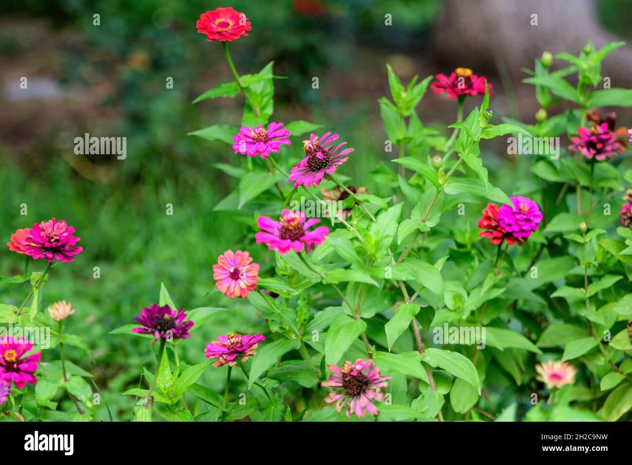 Close up of many beautiful large pink magenta zinnia flowers in full bloom on blurred green background, photographed with soft focus in a garden in a Stock Photo