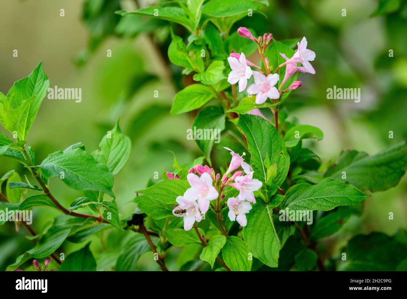 Close up of delicate white Weigela florida plant with flowers in full bloom in a garden in a sunny spring day, beautiful outdoor floral background pho Stock Photo