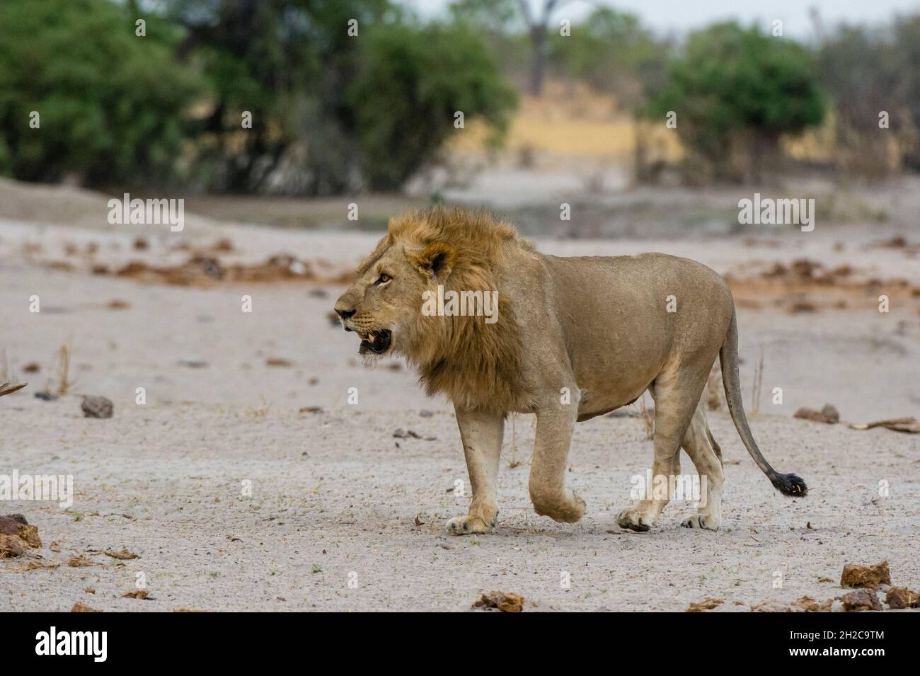 Botswana africa male lion hi-res stock photography and images - Alamy