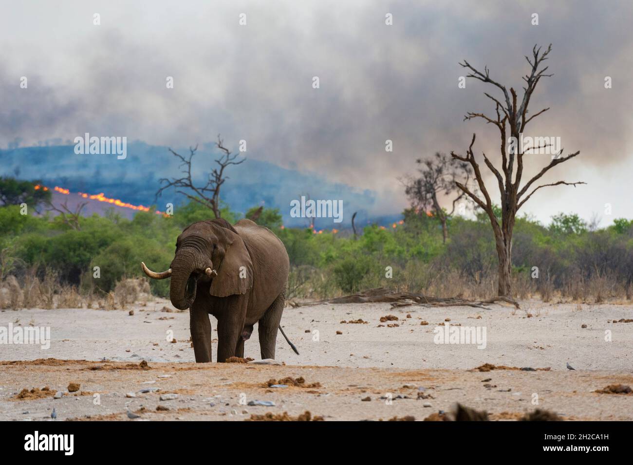 An African elephant at a waterhole, Loxodonta africana, in the background a bushfire on the hills surrounding the Savuti Marsh. Savuti, Chobe National Stock Photo