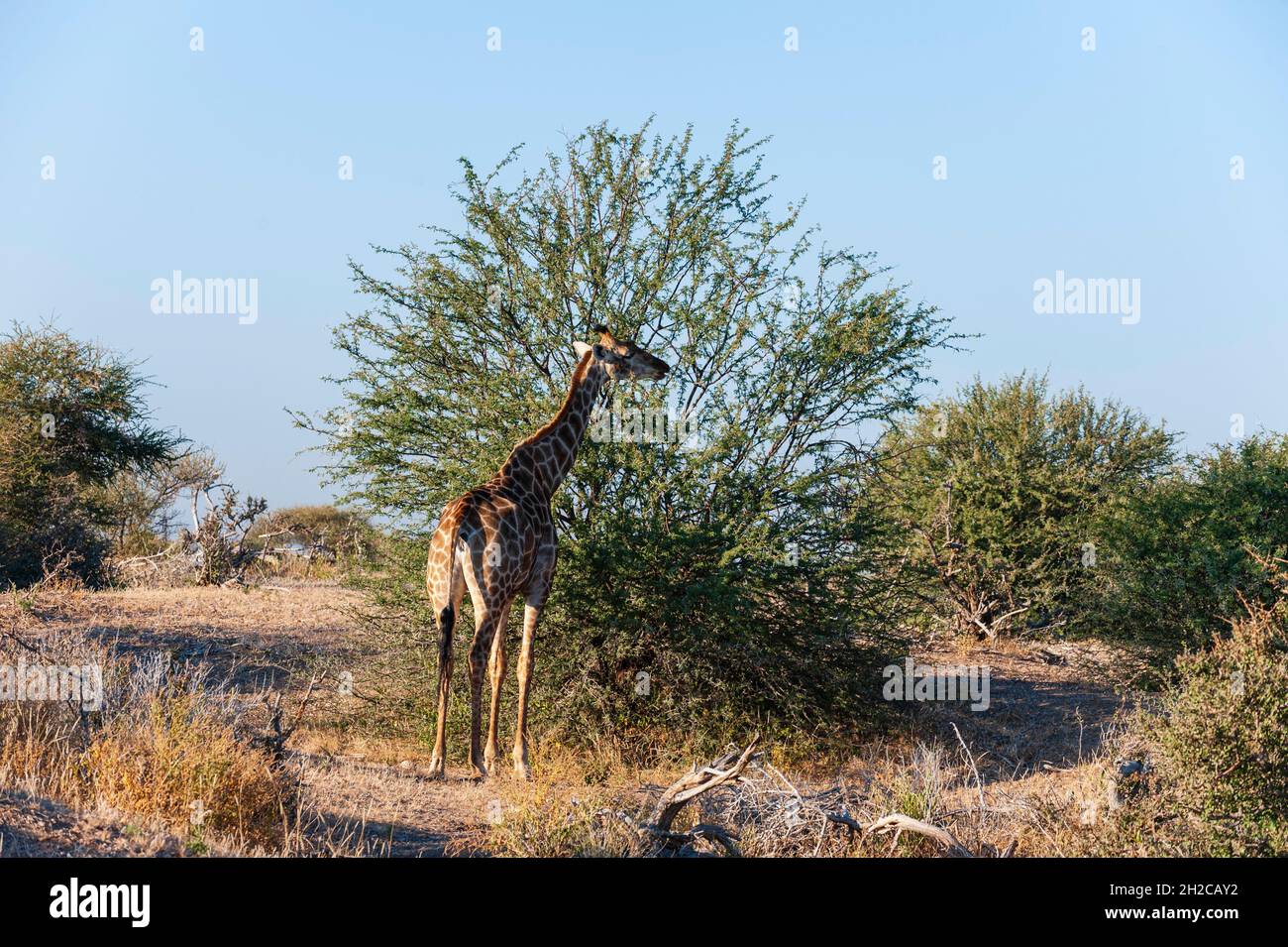 A southern giraffe, Giraffa camelopardalis, browsing on a shrubby tree. Mashatu Game Reserve, Botswana. Stock Photo