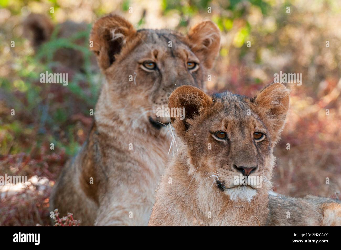 Portrait of a pair of resting lions, Panthera leo. Mashatu Game Reserve ...