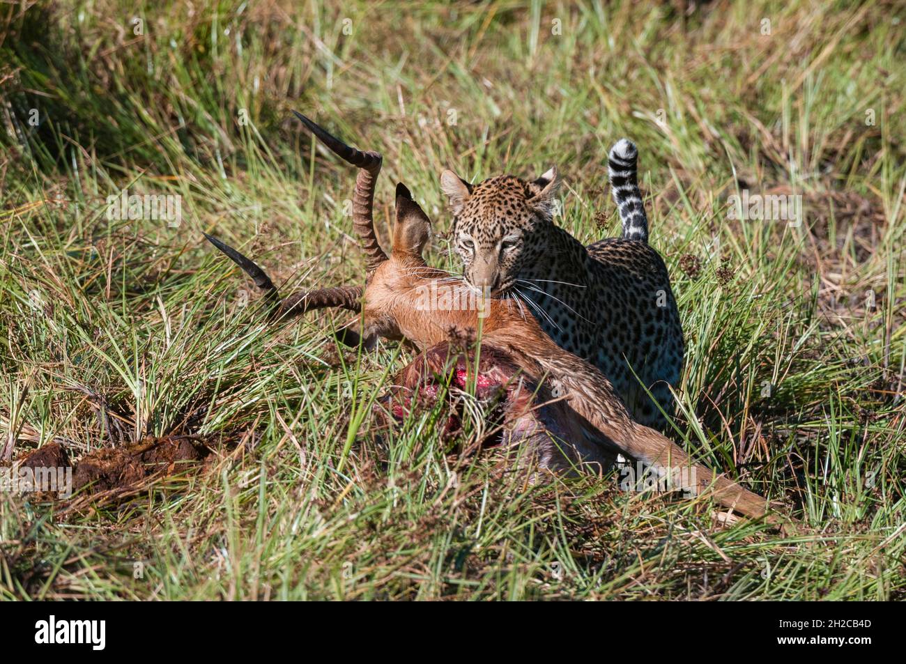 A leopard, Panthera pardus, feeding on an impala carcass, Aepyceros melampus. Khwai Concession Area, Okavango Delta, Botswana. Stock Photo