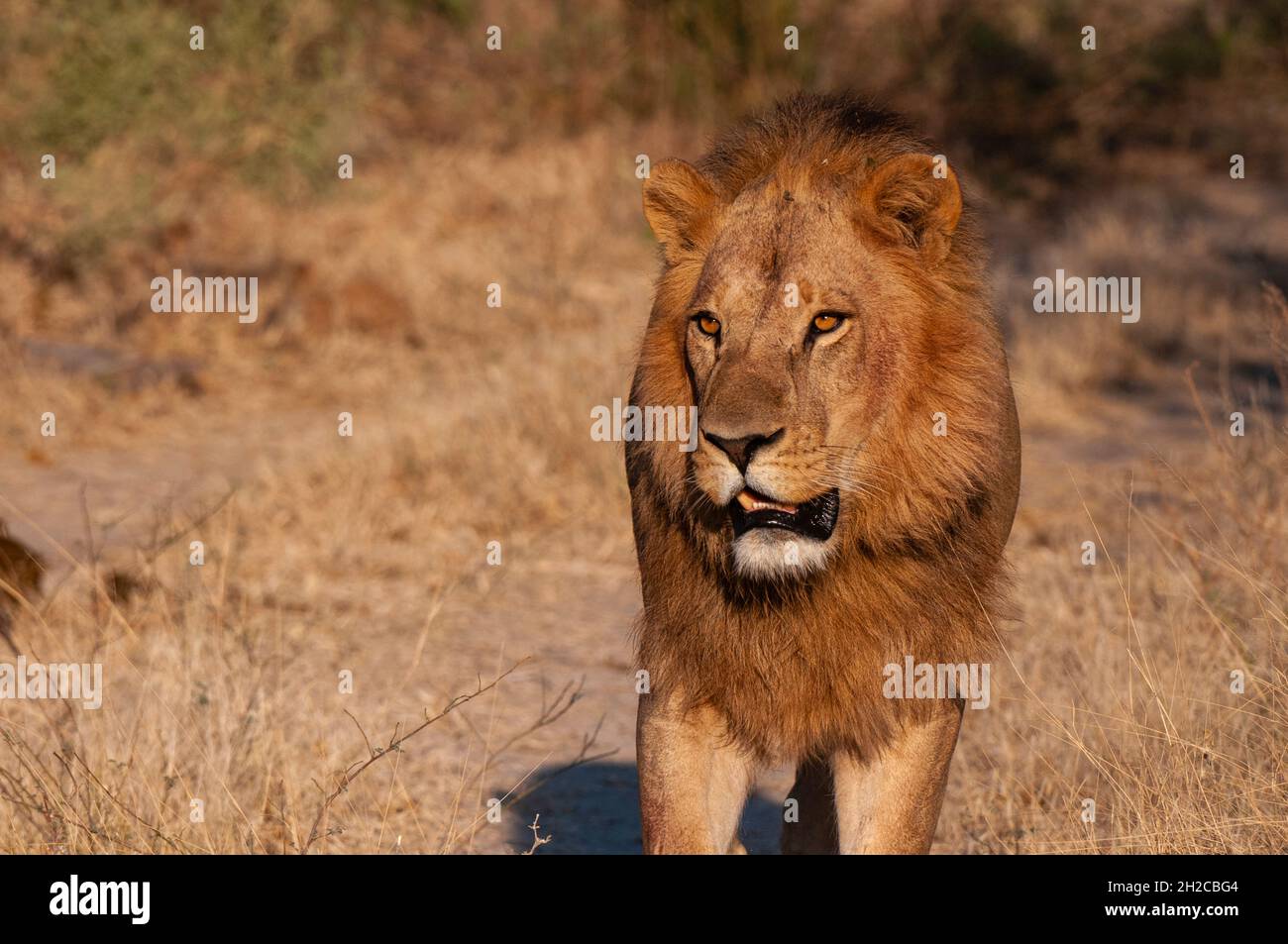 Close up portrait of a male lion, Panthera leo. Chief Island, Moremi ...