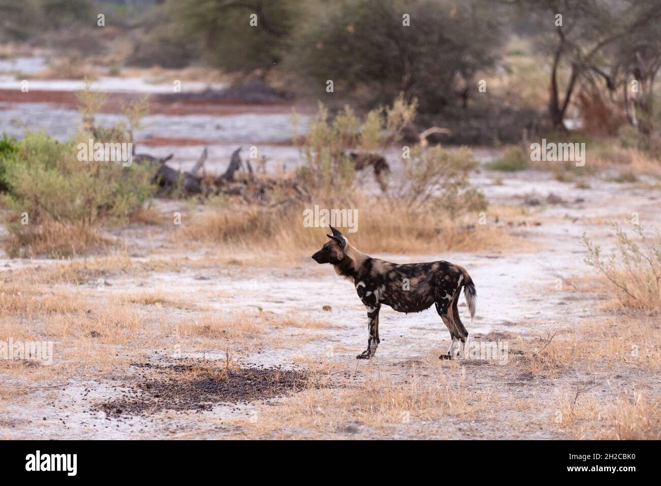 Three Cape hunting dogs or painted wolves, Lycaon pictus, hunting. Chief Island, Moremi Game Reserve, Okavango Delta, Botswana. Stock Photo