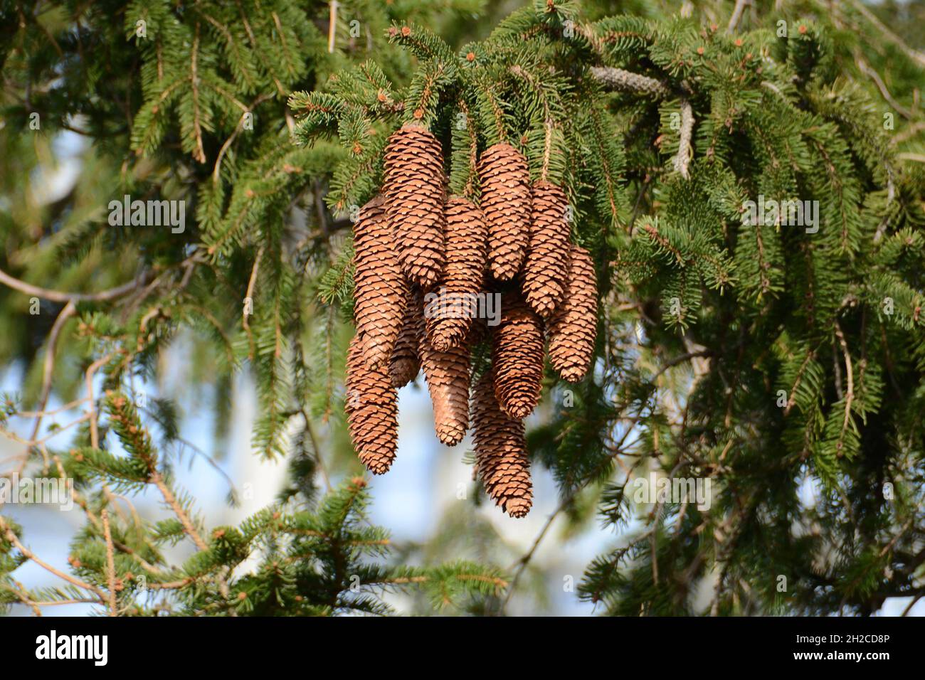 Zapfen eines Fichtenbaumes im Salzkammergut (Österreich) - Cones of a spruce tree in the Salzkammergut (Austria) Stock Photo