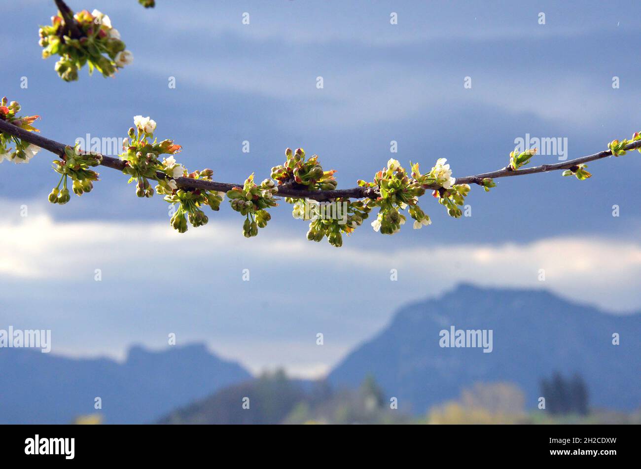 Kirschblüten mit einer Schlechtwetterfront im Hintergrund - Die Kirsche, oft auch Weichsel genannt, ist ein Obstbaum. - Cherry blossoms with a bad wea Stock Photo