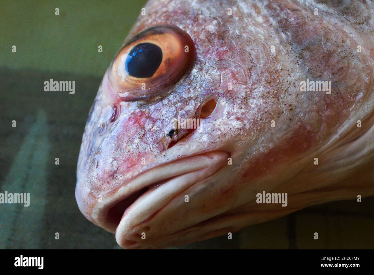 Freshwater river fish hi-res stock photography and images - Page 12 - Alamy