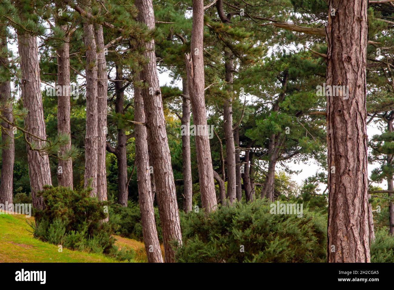Group of pine trees growing in a clump on a hillside Stock Photo Alamy