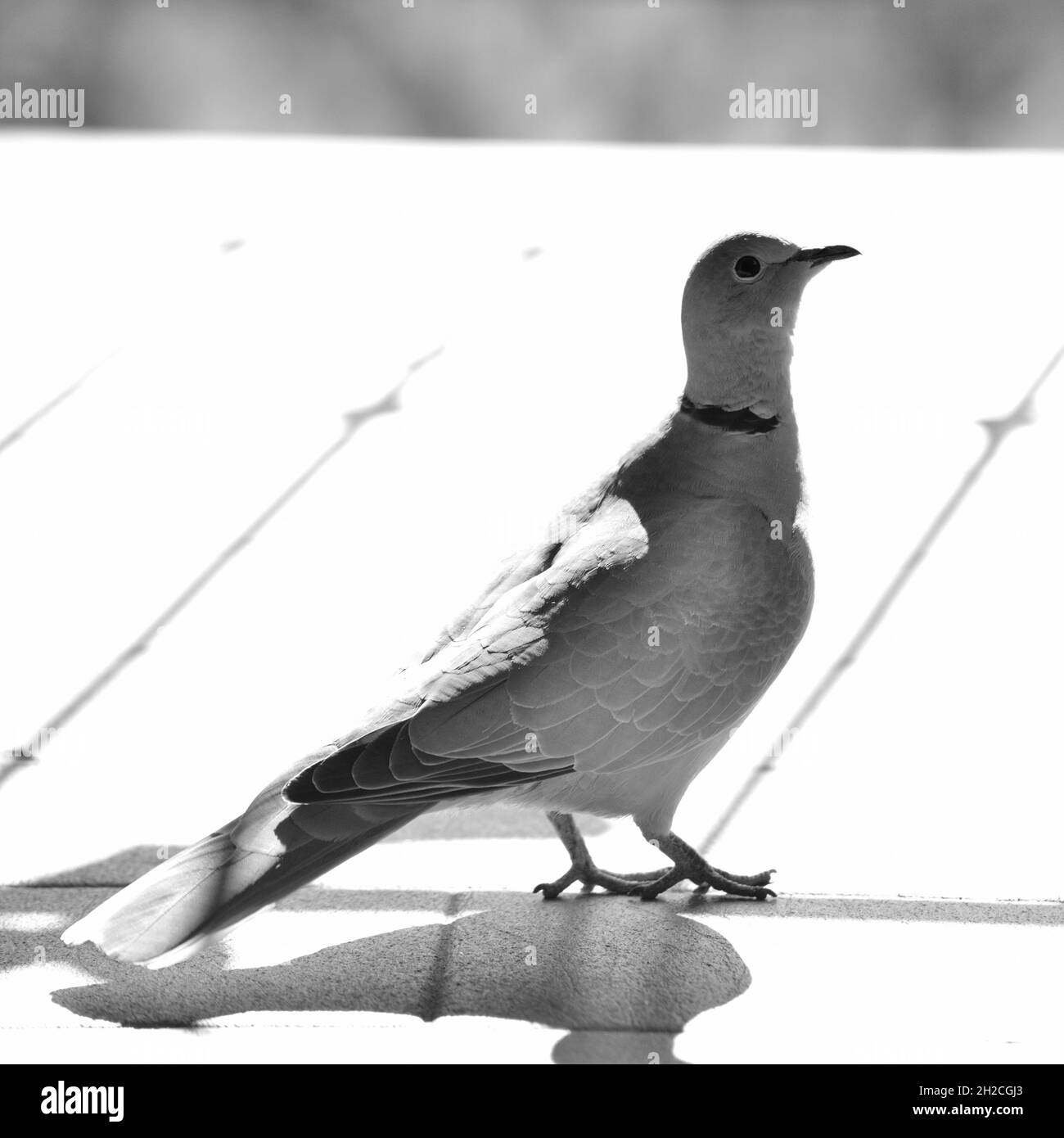 Collared dove flying Black and White Stock Photos & Images - Alamy