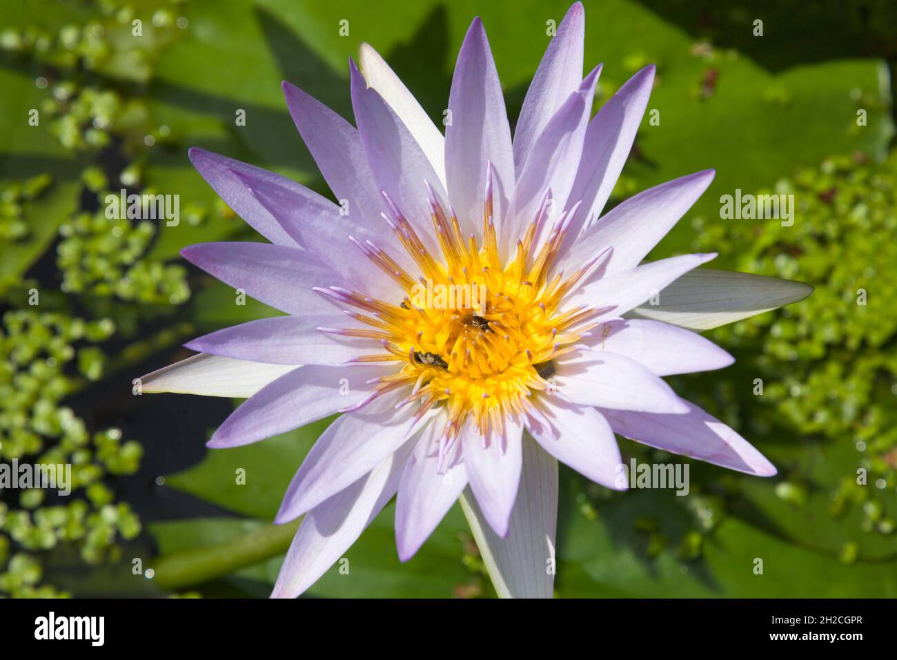 Switzerland, Vaud, Lausanne, Botanical Garden, Nymphea Star of Siam