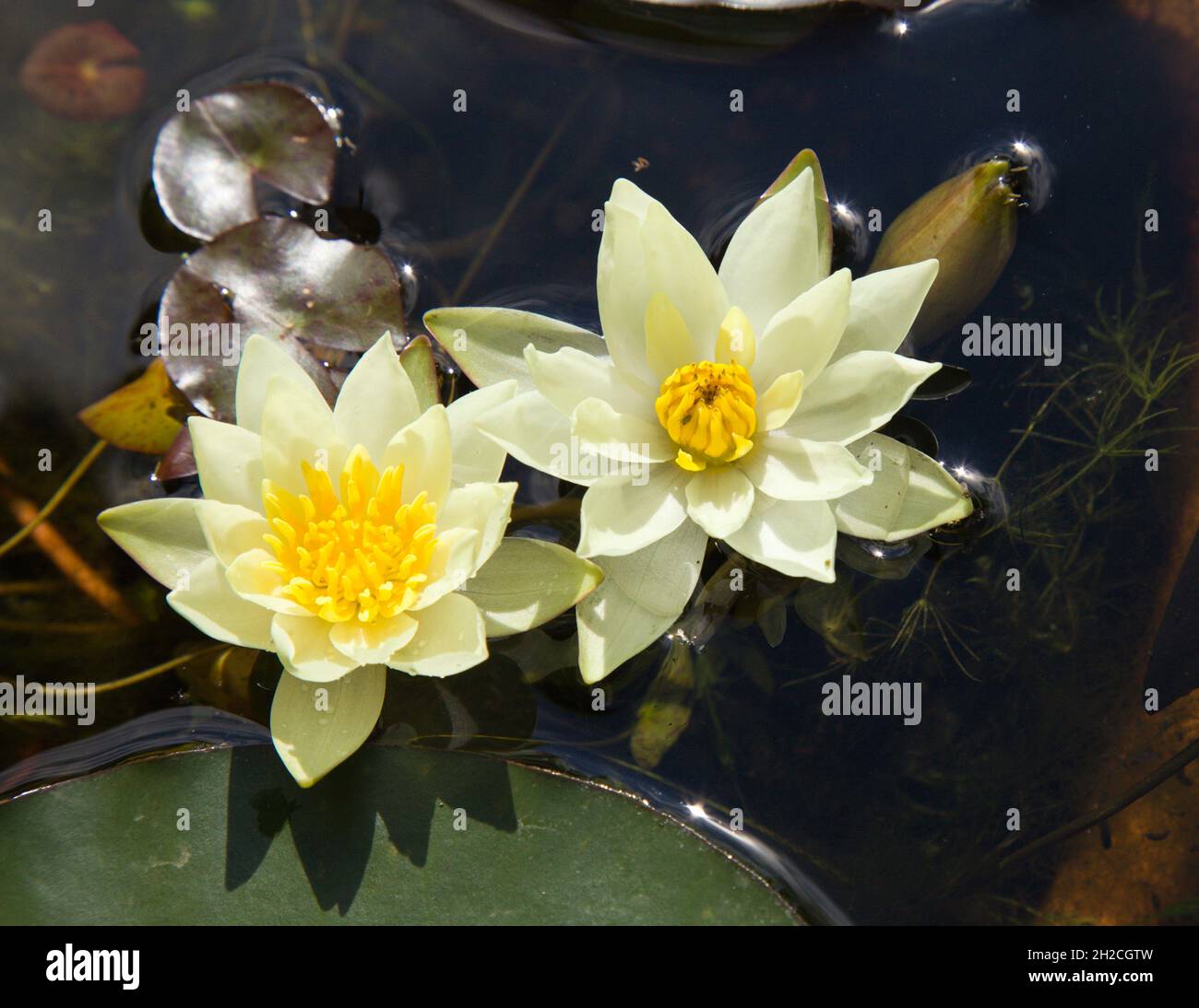 Switzerland, Vaud, Lausanne, Botanical Garden, water lilies, flowers