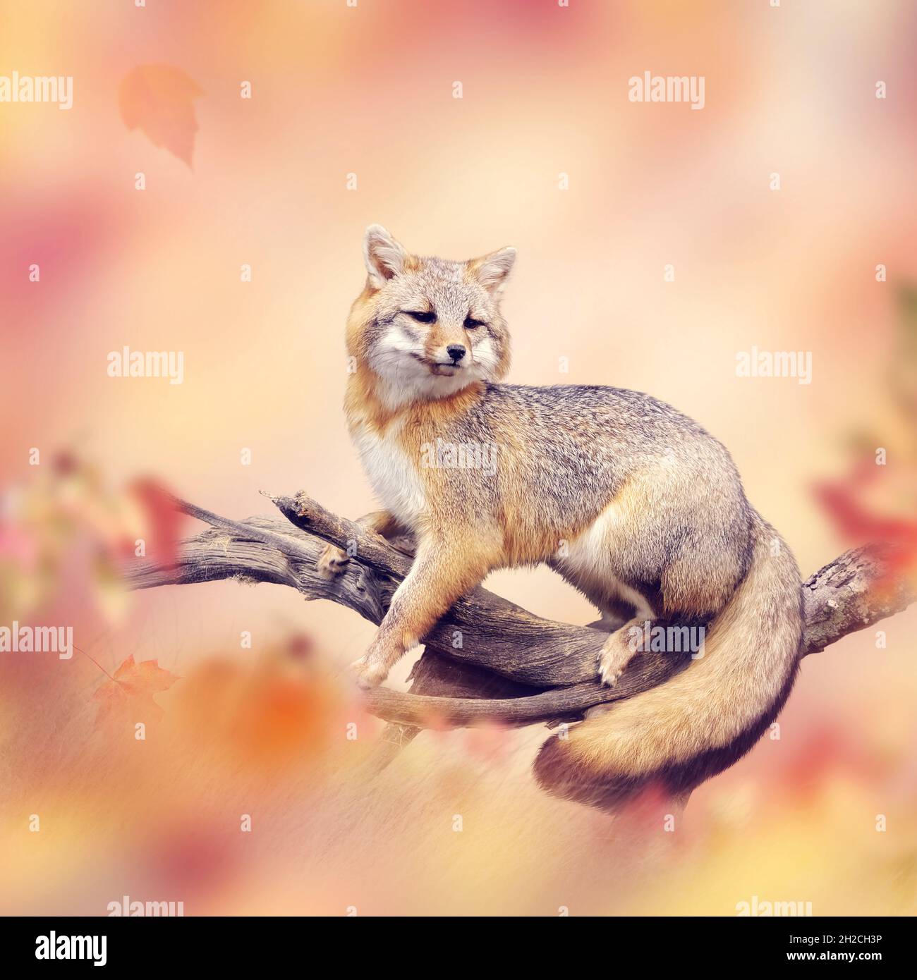 Red fox on a branch in autumn forest Stock Photo