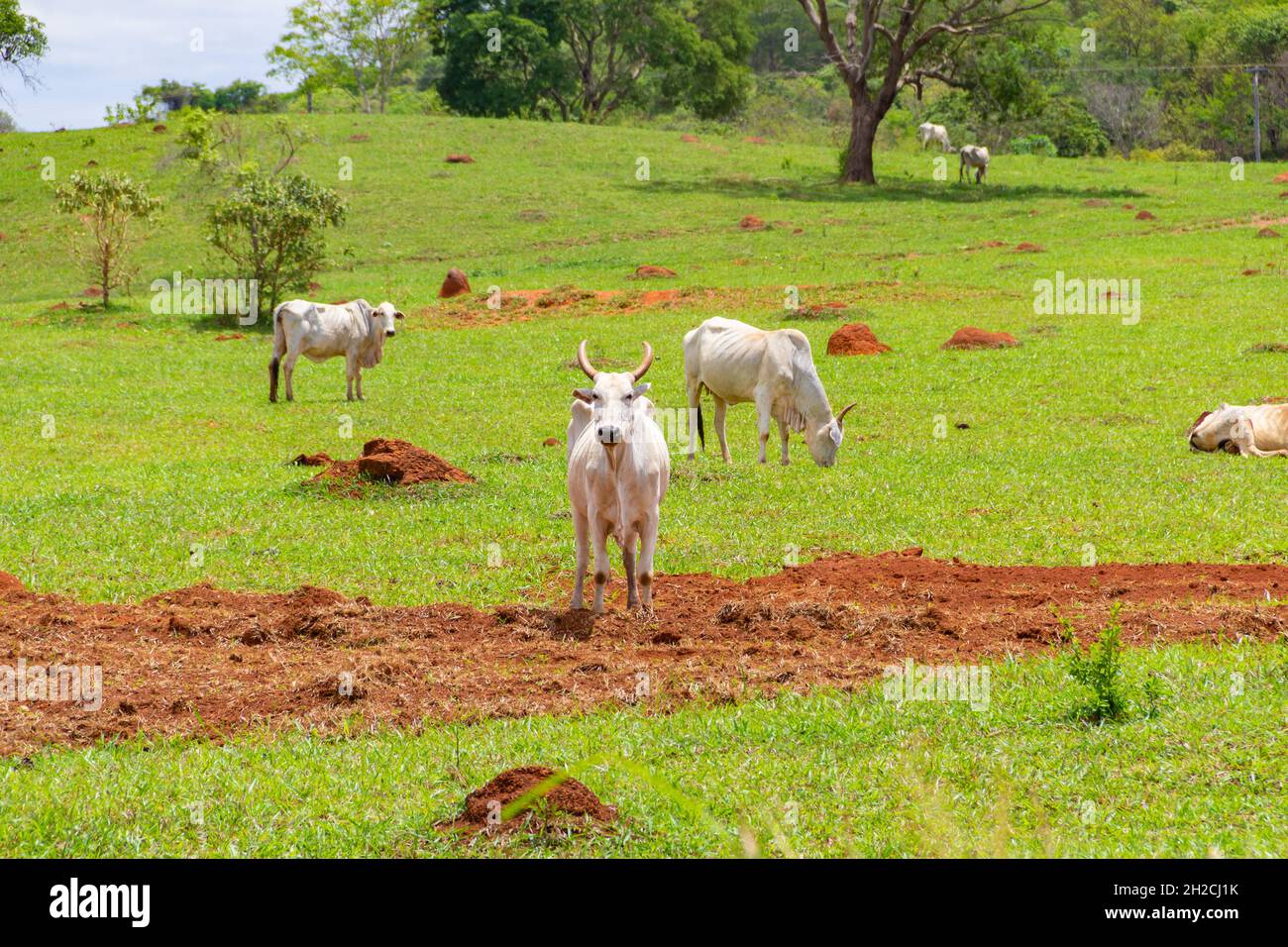 Interior of brazil hires stock photography and images Alamy