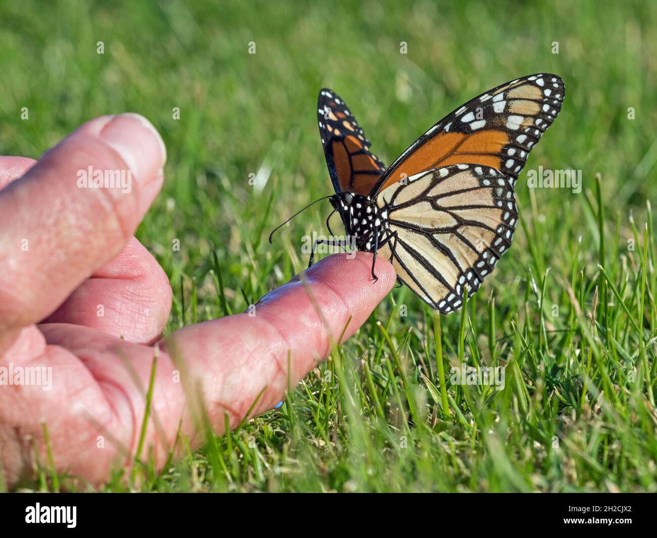 Monarch butterfly (Danaus plexippus) drinking sugar water from a finger, Sumburgh, Shetland, Scotland Stock Photo