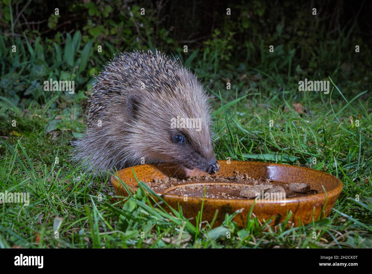 European Hedgehog (Erinaceus europaeus) feeding from bowl in garden at night, Cambridgeshire, England Stock Photo